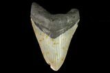 Fossil Megalodon Tooth - North Carolina #124686-1